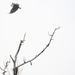 Eagle soaring over a tree