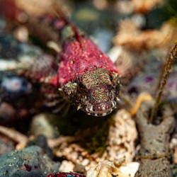Scalyhead sculpin Keystone jetty Washington state 