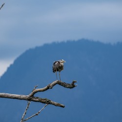 Great blue heron Pitt lake B.C