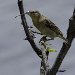 Little weaver