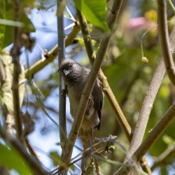 Speckled mousebird Sweetwaters kenya