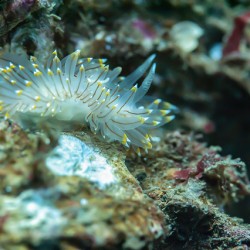 White tipped nudibranch