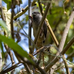 Speckled mousebird Sweetwaters kenya