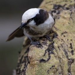 Southernwhite crowned shrike Sweetwaters kenya