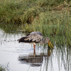 Yellow billed stork Lake Nakuru kenya