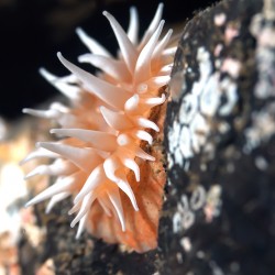 Fish eating anemone Mukilteo Washington USA