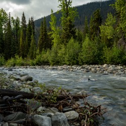 Cambie Creek E.C. Manning Provincial Park B.C