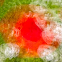 ICM of poppys Monets  Gardens Kotchi Japan