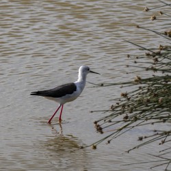 Black winged stilt Sweetwaters kenya