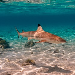 Black Tip Shark 2