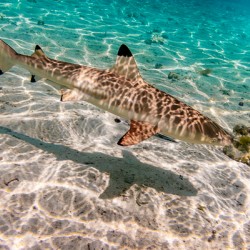 Black Tip Shark 3