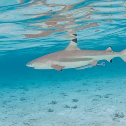 Black Tip Shark