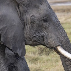 Elephant with baby Amboseli National Park Kenya 