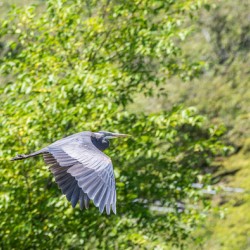 rifel bird sanctuary