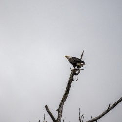 Eagle perched on top of a tree