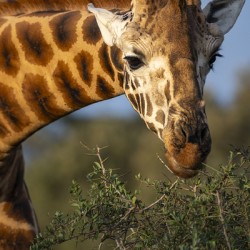 Giraffe Lake Nakuru kenya
