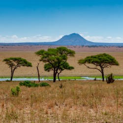Tarangire National Park Tanzania Africa
