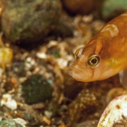 Gunnel Mukilteo Washington USA