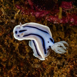 Willan s Chromodoris Nudibranch Mukilteo Washington USA
