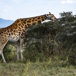 Giraffe Lake Nakuru kenya