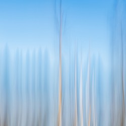 ICM of trees