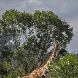 Giraffe Sweetwaters kenya