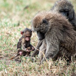 Baboon Lake Nakuru Africa