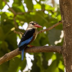 Grey headed kingfisher Amboseli National Park Kenya