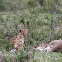 Lion cub masai mara