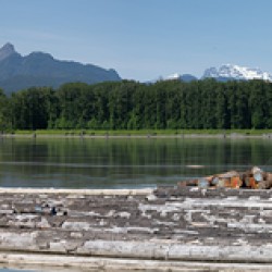 Pano of golden ears
