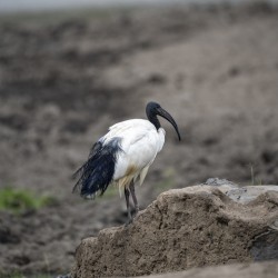 Ibis bird Sweetwaters kenya