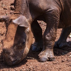 Sheldrick wildlife trust Nairobi 