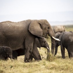 African elephants Amboseli National Park Kenya