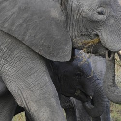 African grey elephants Amboseli National Park Kenya