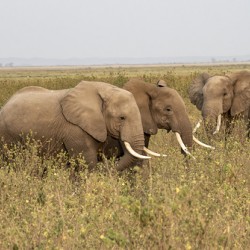 African Elephants Amboseli National Park Kenya