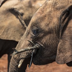 Orphaned elephants rehab center Sheldrick wildlife