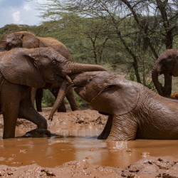 Orphaned elephants rehab center Sheldrick wildlife
