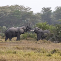  Elephants Amboseli National Park Kenya