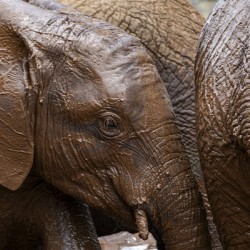 Orphaned elephants rehab center Sheldrick wildlife
