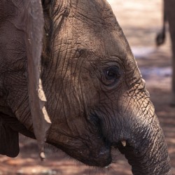Orphaned elephants rehab center Sheldrick wildlife
