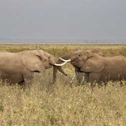African elephant Amboseli National Park Kenya