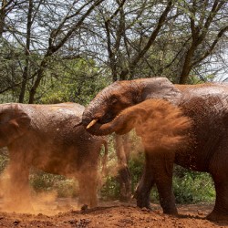 Orphaned elephants rehab center Sheldrick wildlife