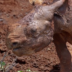 Sheldrick wildlife trust Nairobi