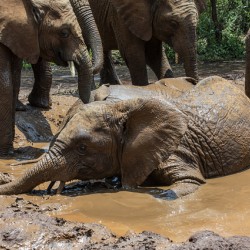 Orphaned elephants rehab center Sheldrick wildlife