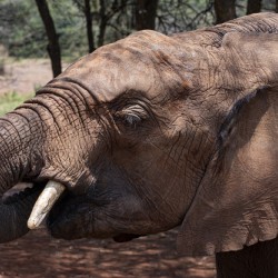 Orphaned elephants rehab center Sheldrick wildlife