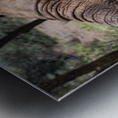 Orphaned elephants rehab center Sheldrick wildlife Metal print