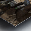 Orphaned elephants rehab center Sheldrick wildlife Metal print