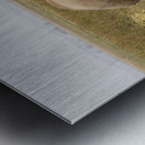 African Elephants Amboseli National Park Kenya Metal print