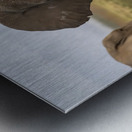 African elephant Amboseli National Park Kenya Metal print