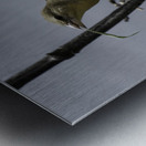 Little weaver Metal print